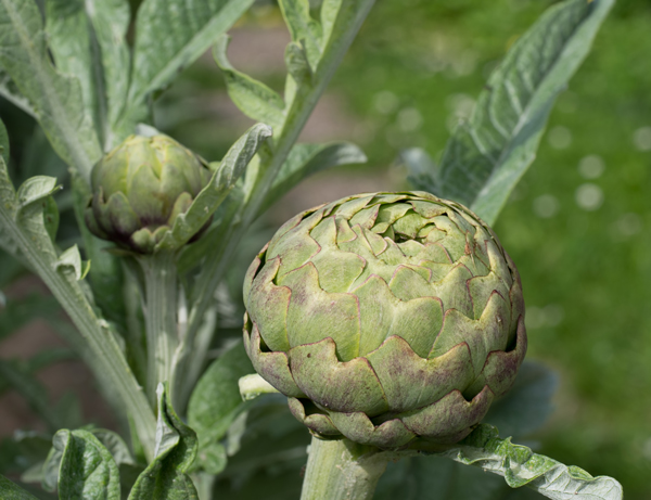 L'artichaut - Fiche légume, valeurs nutritionnelles, calories