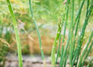 asperge-cultiver-bonduelle