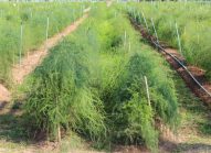 asperge-planter-bonduelle