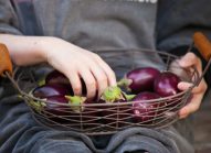 aubergine-ramasser-bonduelle