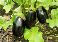 aubergine-cultiver-bonduelle