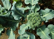 broccoli-cultiver-bonduelle