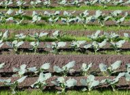 broccoli-planter-bonduelle