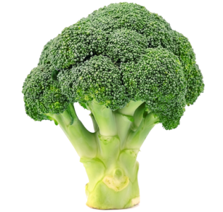 broccoli-fiche-bonduelle