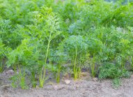 carotte-planter-bonduelle