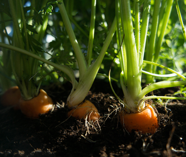 La carotte - Fiche légume, valeurs nutritionnelles, calories