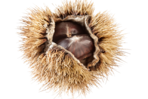 Chestnuts