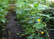 concombre-planter-bonduelle