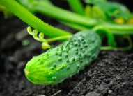 cornichon-legume-cultiver