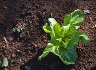 endive-planter-bonduelle