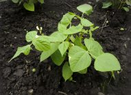 haricot-blanc-planter-bonduelle