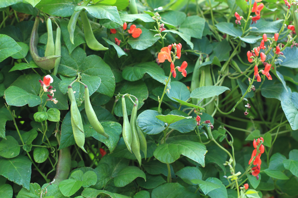 Le haricot rouge - Fiche légume, valeurs nutritionnelles, cuisson, fer,  calories