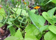 haricot-vert-cultiver-bonduelle