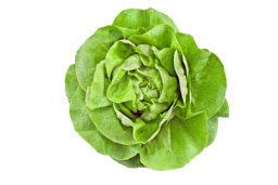 Lettuce