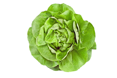 Lettuce