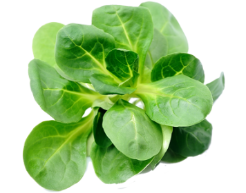 Mache (lamb's lettuce), All About Salad Greens on Gourmetpedia