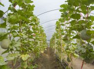 melon-planter-bonduelle