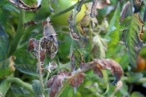 pests-mildiou-nuisibles-fondation-bonduelle