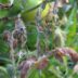 pests-mildiou-nuisibles-fondation-bonduelle