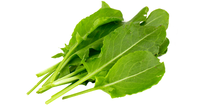 Arugula Louis Bonduelle Foundation