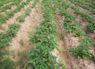 patate-douche-planter-bonduelle