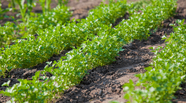 Le persil - Fiche légume, valeurs nutritionnelles, calories, santé