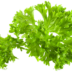 persil-fiche-bonduelle