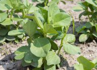 petit-pois-planter-bonduelle