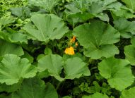 potiron-planter-bonduelle