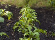 roquette-planter-bonduelle