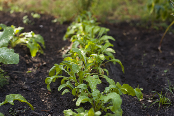 Roquette : bienfaits, préparation, valeur nutritive