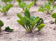 rutabaga-planter-bonduelle