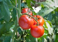 tomate-cultiver-bonduelle