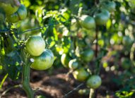 tomate-planter-bonduelle