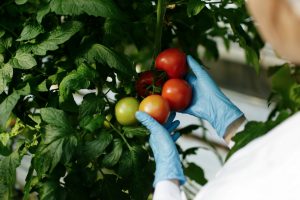 GMOs-amelioration-vegetale-fondation-bonduelle