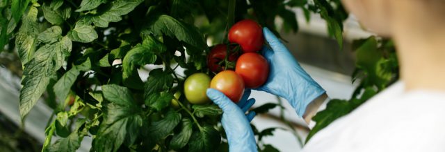 GMOs-amelioration-vegetale-fondation-bonduelle