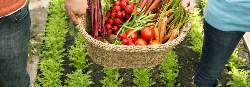 бета-каротин-bêta-carotène-beta-carotene-Louis-bonduelle-Foundation