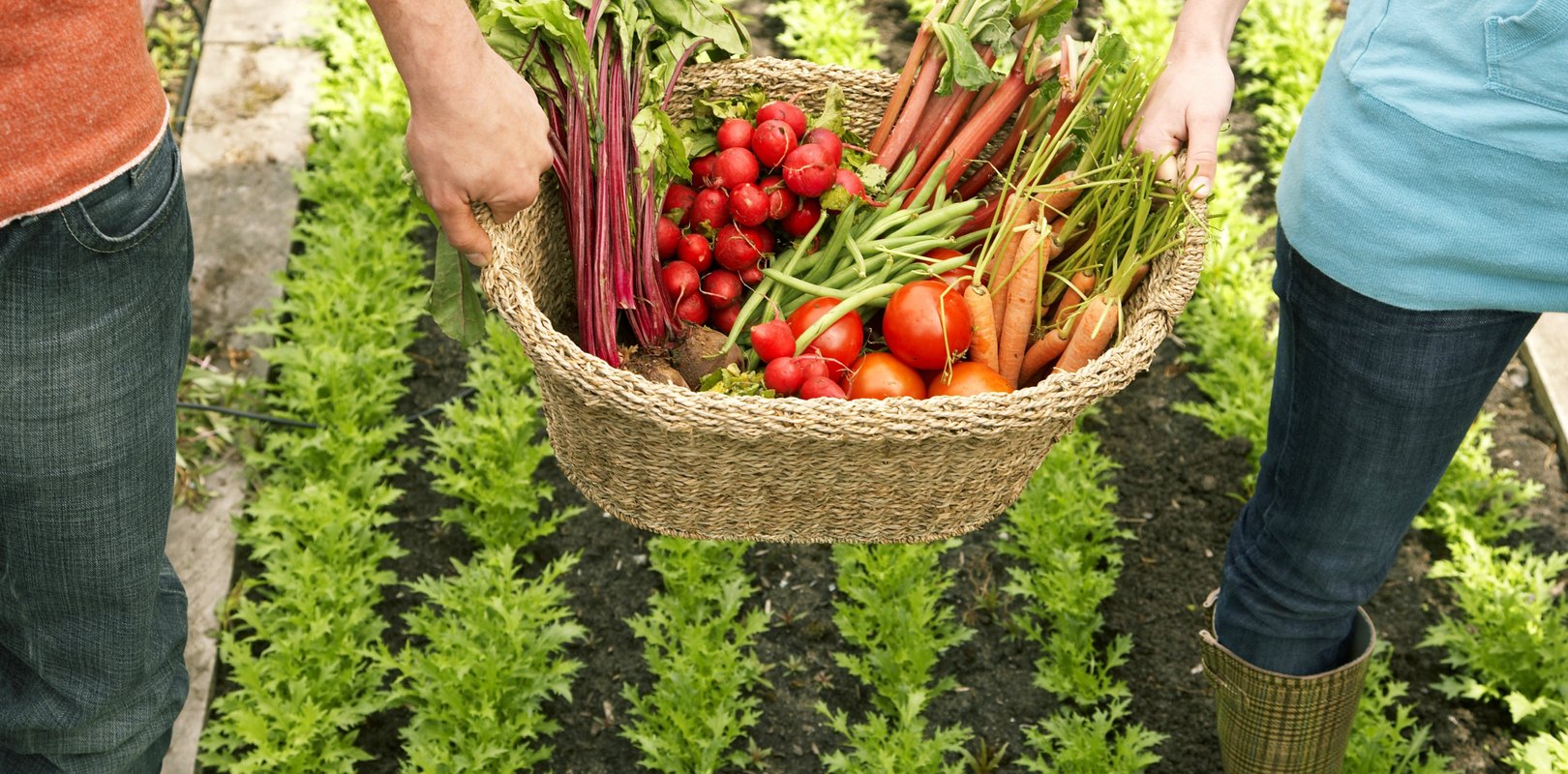 бета-каротин-bêta-carotène-beta-carotene-Louis-bonduelle-Foundation