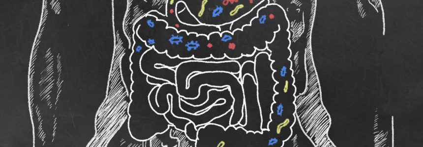 eaten-corps-humain-légume-digestion-fondation-bonduelle