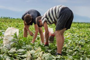 harvest-cueillette-assiette-fondation-bonduelle