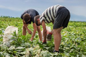 harvest-cueillette-assiette-fondation-bonduelle