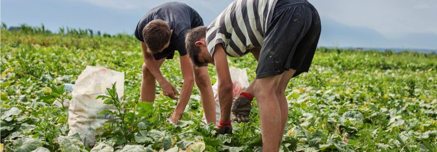 harvest-cueillette-assiette-fondation-bonduelle