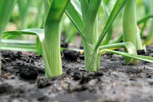 terreno-plot-terrain-potager-fondation-bonduelle