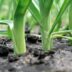terreno-plot-terrain-potager-fondation-bonduelle