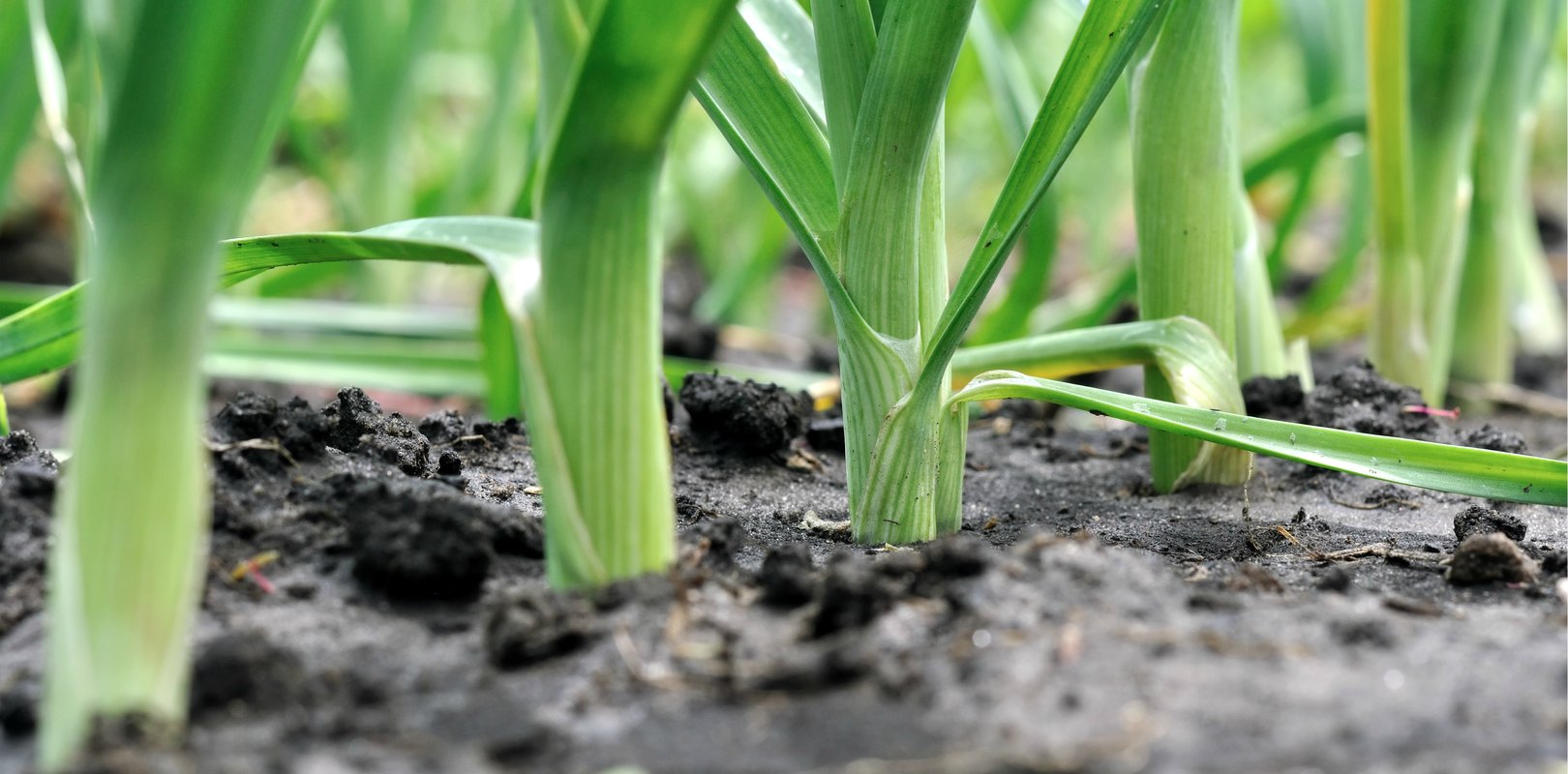 terreno-plot-terrain-potager-fondation-bonduelle