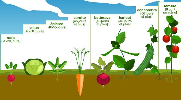 croissance-légumes-fondation-bonduelle