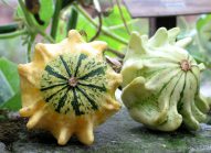 zucca-orto-squash-courge-vegetable garden-potager