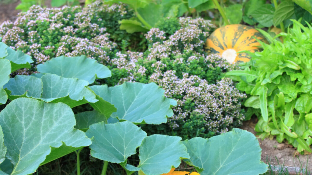 Ten Facts About Permaculture Louis Bonduelle Foundation