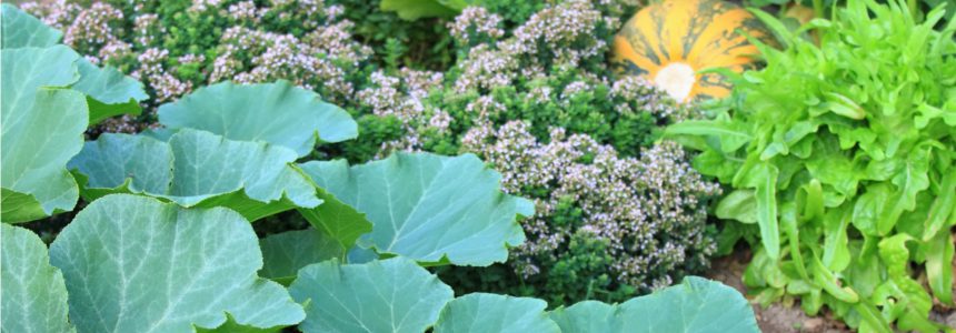 permaculture-potager-agroecologie