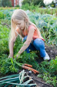 permaculture-potager-agroecologie_2